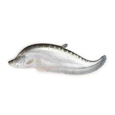 CHITAL FISH - 5 kg UP (Clean)