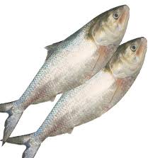 HILSHA FISH (M) - 600 GM (2PK)